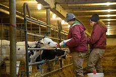Calf Bottle