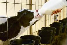 Calf Bottle