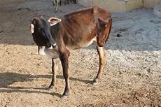 Calf Bottle